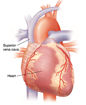 Front view of heart.