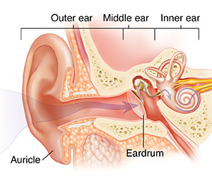 Cross section of ear showing outer, inner, and middle ear structures.