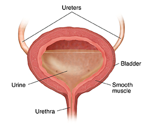 Cross section of bladder with urine.