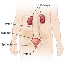 Front view of female outline showing urinary tract.
