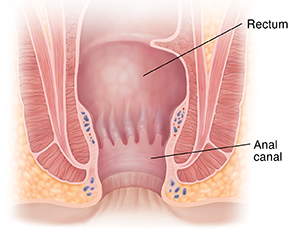 Cross section of anus.