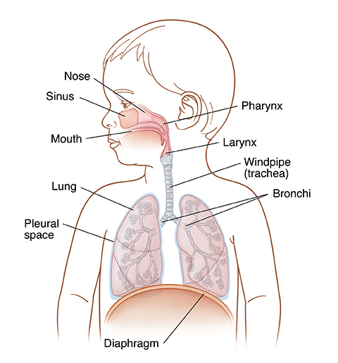 Front view of child with head turned to side showing upper and lower respiratory system.