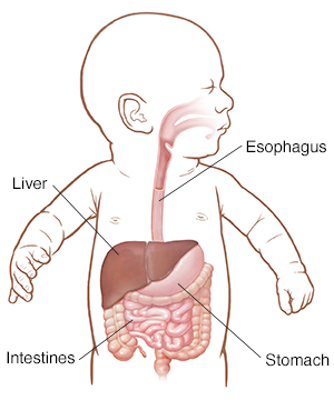 Baby with head turned to side showing esophagus, stomach, liver, and intestines.