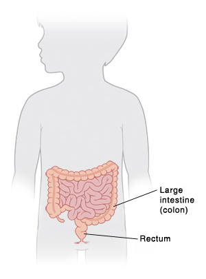 Outline of child showing lower digestive tract.