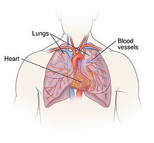 Front view of male outline of head and chest showing heart and lungs.