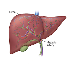 Liver, gallbladder, and blood vessels, including hepatic artery.