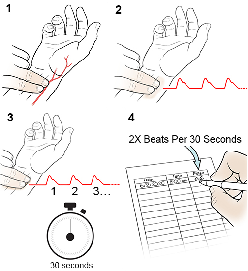 4 steps to taking your pulse at the wrist.