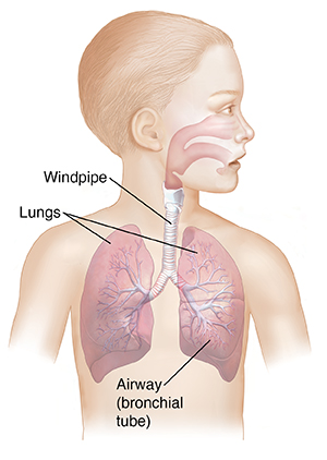 Child's head and torso showing upper and lower respiratory tracts.