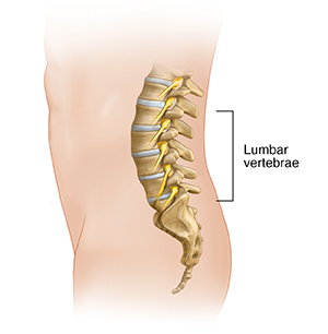 Side view of lower back showing lumbar spine.