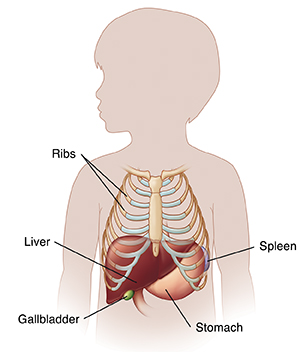Outline of boy showing location of liver.