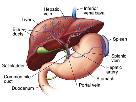 Front view of liver, gallbladder, spleen, and stomach.
