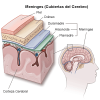 Ilustración de las meninges