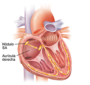 Corte transversal de vista frontal del corazón donde se observa un sistema de conducción normal.