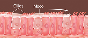 Células con cilios y mucosidad arriba. Se ven flechas que indican que se barre la mucosidad.