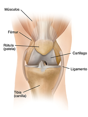 Vista frontal de una rodilla sana.