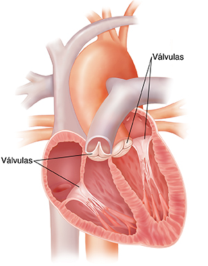 Corte transversal del corazón que muestra las cuatro válvulas.