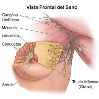 lustración de la anatomía del seno femenino, frente